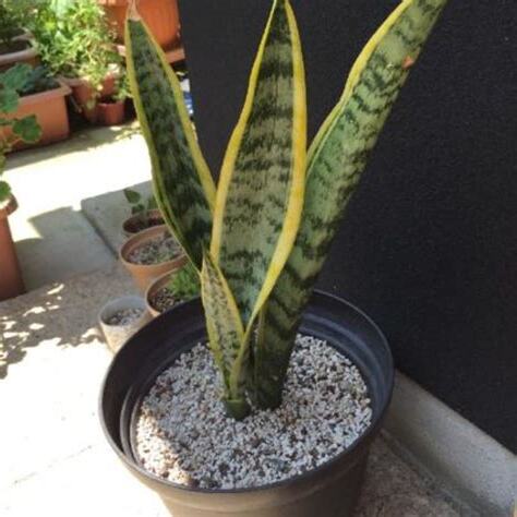 風水 植物